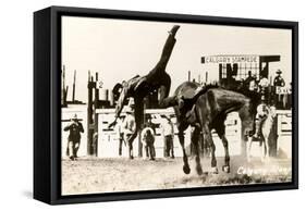 Calgary Stampede Rodeo-null-Framed Stretched Canvas