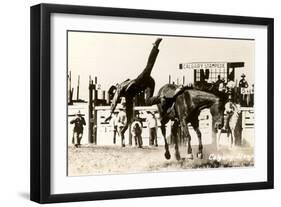 Calgary Stampede Rodeo-null-Framed Art Print