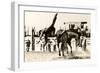 Calgary Stampede Rodeo-null-Framed Art Print