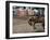 Calgary Stampede, Stampede Park, Calgary, Alberta, Canada-null-Framed Premium Photographic Print