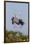 Calhoun County, Texas. Great Blue Heron, Ardea Herodias, Displaying-Larry Ditto-Framed Photographic Print