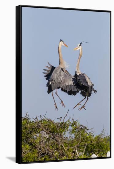 Calhoun County, Texas. Great Blue Heron, Ardea Herodias, Displaying-Larry Ditto-Framed Stretched Canvas