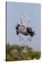 Calhoun County, Texas. Great Blue Heron, Ardea Herodias, Displaying-Larry Ditto-Stretched Canvas