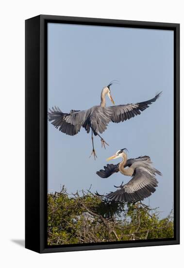Calhoun County, Texas. Great Blue Heron, Ardea Herodias, Displaying-Larry Ditto-Framed Stretched Canvas