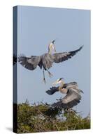 Calhoun County, Texas. Great Blue Heron, Ardea Herodias, Displaying-Larry Ditto-Stretched Canvas