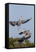 Calhoun County, Texas. Great Blue Heron, Ardea Herodias, Displaying-Larry Ditto-Framed Stretched Canvas