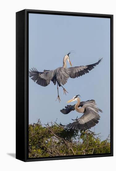 Calhoun County, Texas. Great Blue Heron, Ardea Herodias, Displaying-Larry Ditto-Framed Stretched Canvas