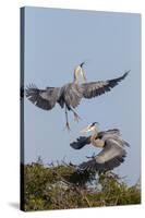 Calhoun County, Texas. Great Blue Heron, Ardea Herodias, Displaying-Larry Ditto-Stretched Canvas