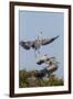 Calhoun County, Texas. Great Blue Heron, Ardea Herodias, Displaying-Larry Ditto-Framed Premium Photographic Print