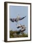 Calhoun County, Texas. Great Blue Heron, Ardea Herodias, Displaying-Larry Ditto-Framed Photographic Print