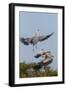 Calhoun County, Texas. Great Blue Heron, Ardea Herodias, Displaying-Larry Ditto-Framed Photographic Print