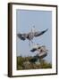 Calhoun County, Texas. Great Blue Heron, Ardea Herodias, Displaying-Larry Ditto-Framed Photographic Print