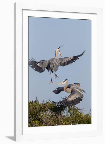 Calhoun County, Texas. Great Blue Heron, Ardea Herodias, Displaying-Larry Ditto-Framed Photographic Print