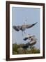 Calhoun County, Texas. Great Blue Heron, Ardea Herodias, Displaying-Larry Ditto-Framed Photographic Print