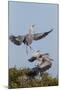 Calhoun County, Texas. Great Blue Heron, Ardea Herodias, Displaying-Larry Ditto-Mounted Photographic Print