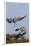 Calhoun County, Texas. Great Blue Heron, Ardea Herodias, Displaying-Larry Ditto-Framed Photographic Print