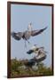 Calhoun County, Texas. Great Blue Heron, Ardea Herodias, Displaying-Larry Ditto-Framed Photographic Print