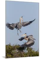 Calhoun County, Texas. Great Blue Heron, Ardea Herodias, Displaying-Larry Ditto-Mounted Premium Photographic Print