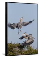 Calhoun County, Texas. Great Blue Heron, Ardea Herodias, Displaying-Larry Ditto-Framed Stretched Canvas