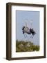 Calhoun County, Texas. Great Blue Heron, Ardea Herodias, Displaying-Larry Ditto-Framed Photographic Print