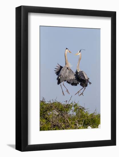 Calhoun County, Texas. Great Blue Heron, Ardea Herodias, Displaying-Larry Ditto-Framed Photographic Print