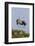Calhoun County, Texas. Great Blue Heron, Ardea Herodias, Displaying-Larry Ditto-Framed Photographic Print
