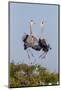 Calhoun County, Texas. Great Blue Heron, Ardea Herodias, Displaying-Larry Ditto-Mounted Photographic Print