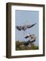 Calhoun County, Texas. Great Blue Heron, Ardea Herodias, Displaying-Larry Ditto-Framed Photographic Print