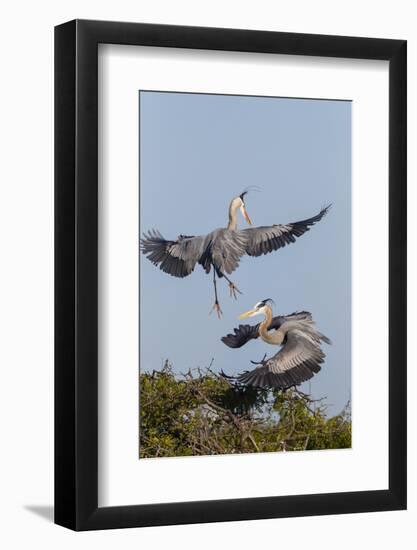 Calhoun County, Texas. Great Blue Heron, Ardea Herodias, Displaying-Larry Ditto-Framed Photographic Print