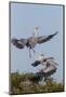Calhoun County, Texas. Great Blue Heron, Ardea Herodias, Displaying-Larry Ditto-Mounted Photographic Print