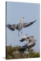 Calhoun County, Texas. Great Blue Heron, Ardea Herodias, Displaying-Larry Ditto-Stretched Canvas