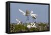 Calhoun County, Texas. Great Egret at Colonial Nest Colony-Larry Ditto-Framed Stretched Canvas