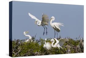 Calhoun County, Texas. Great Egret at Colonial Nest Colony-Larry Ditto-Stretched Canvas