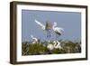 Calhoun County, Texas. Great Egret at Colonial Nest Colony-Larry Ditto-Framed Photographic Print