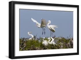 Calhoun County, Texas. Great Egret at Colonial Nest Colony-Larry Ditto-Framed Photographic Print