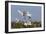 Calhoun County, Texas. Great Egret at Colonial Nest Colony-Larry Ditto-Framed Photographic Print