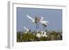 Calhoun County, Texas. Great Egret at Colonial Nest Colony-Larry Ditto-Framed Photographic Print