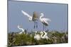 Calhoun County, Texas. Great Egret at Colonial Nest Colony-Larry Ditto-Mounted Photographic Print
