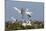 Calhoun County, Texas. Great Egret at Colonial Nest Colony-Larry Ditto-Mounted Photographic Print