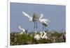 Calhoun County, Texas. Great Egret at Colonial Nest Colony-Larry Ditto-Framed Premium Photographic Print