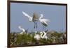 Calhoun County, Texas. Great Egret at Colonial Nest Colony-Larry Ditto-Framed Premium Photographic Print