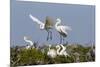 Calhoun County, Texas. Great Egret at Colonial Nest Colony-Larry Ditto-Mounted Premium Photographic Print