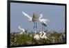 Calhoun County, Texas. Great Egret at Colonial Nest Colony-Larry Ditto-Framed Premium Photographic Print