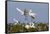 Calhoun County, Texas. Great Egret at Colonial Nest Colony-Larry Ditto-Framed Stretched Canvas