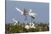 Calhoun County, Texas. Great Egret at Colonial Nest Colony-Larry Ditto-Stretched Canvas