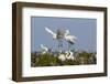 Calhoun County, Texas. Great Egret at Colonial Nest Colony-Larry Ditto-Framed Photographic Print