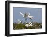 Calhoun County, Texas. Great Egret at Colonial Nest Colony-Larry Ditto-Framed Photographic Print