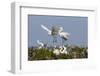 Calhoun County, Texas. Great Egret at Colonial Nest Colony-Larry Ditto-Framed Photographic Print