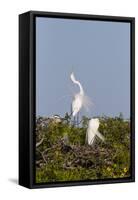 Calhoun County, Texas. Great Egret Displaying Plume Feathers-Larry Ditto-Framed Stretched Canvas