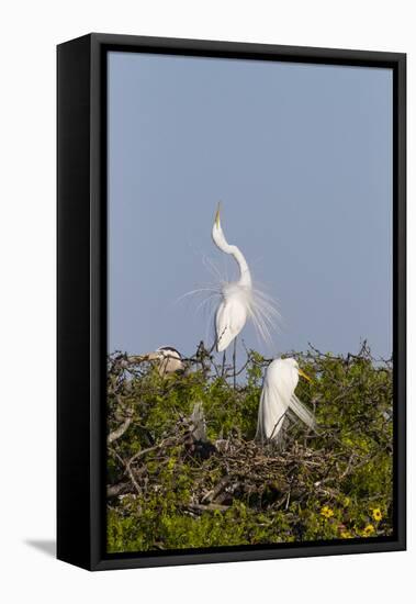 Calhoun County, Texas. Great Egret Displaying Plume Feathers-Larry Ditto-Framed Stretched Canvas